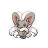 Minccino