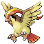 Pidgey