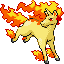 Ponyta