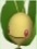 PokePark 2 Leavanny