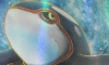 Kyogre EX Dark Explorers Artwork