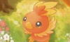 Torchic Dark Explorers Artwork