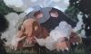 Torkoal Dark Explorers Artwork