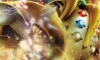 Regigigas EX Next Destinies Artwork